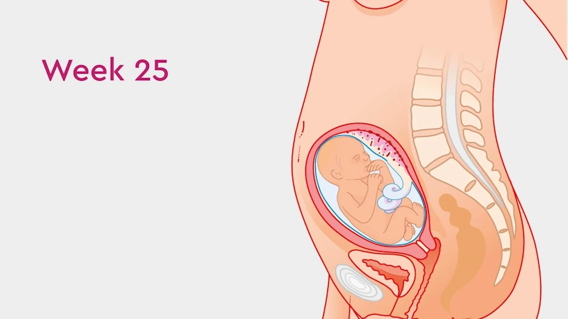 تغییرات بدن مادر در هفته بیست و پنجم بارداری