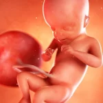 هفته ۲۱ بارداری | اندازه جنین، علائم مهم، حرکات جنین و مراقبت‌های ضروری