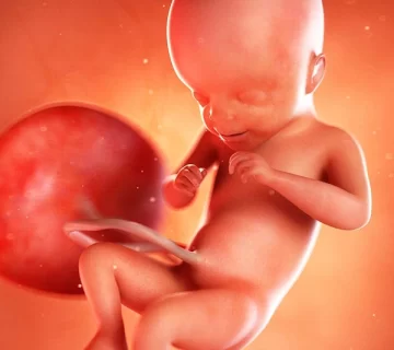 هفته بیست و یکم بارداری