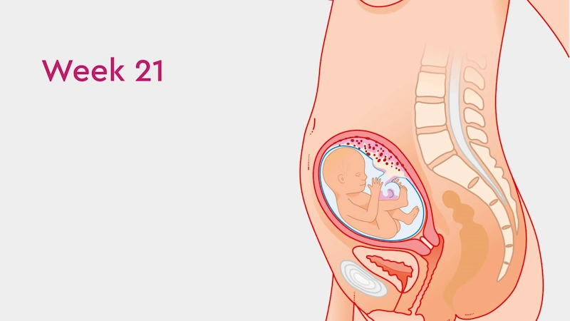 🌸 جسمك في الأسبوع 21 من الحمل