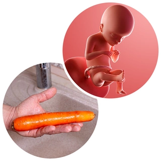 حجم الجنين في الأسبوع 21 من الحمل