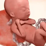 هفته ۲۳ بارداری؛ رشد جنین، علائم مادر و نکات مهم این هفته