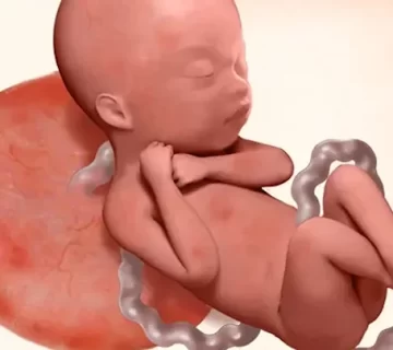 هفته بیست و سوم بارداری