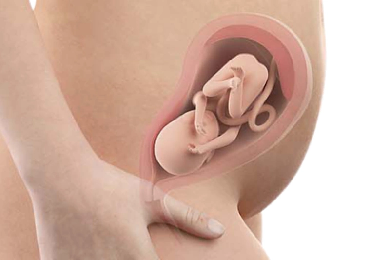 وضعیت جنین در هفته ۲۵ بارداری