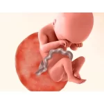 هفته نوزدهم بارداری | تغییرات بدن مادر، رشد جنین و علائم مهم در هفته ۱۹ بارداری
