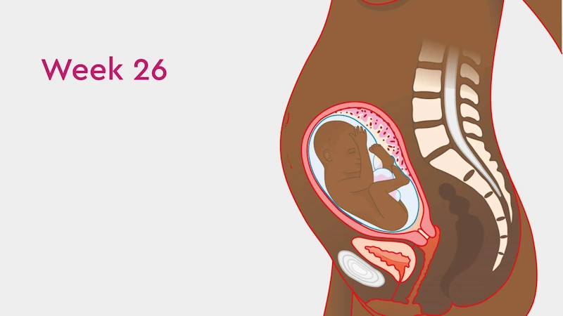 ⭐ Рушди ҷанин дар ҳафтаи 26 ҳомиладорӣ