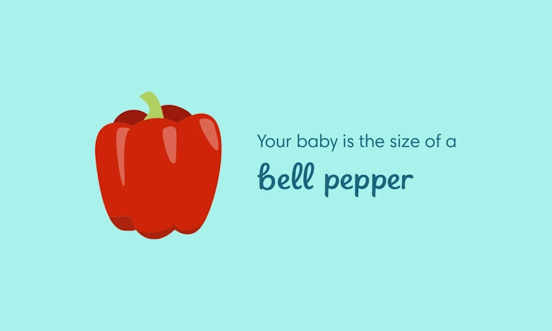 اندازه جنین در هفته 22 بارداری