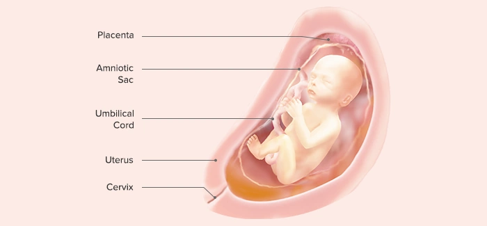 ⭐ Fetal Development at 24 Weeks