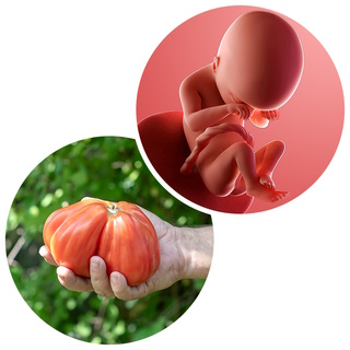 اندازه جنین 19 هفته