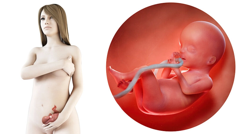 وضعیت قرارگیری جنین در هفته بیستم بارداری