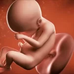 هفته بیست و چهارم بارداری؛ علائم مادر، رشد جنین و سونوگرافی هفته ۲۴