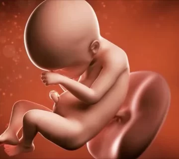 هفته بیست و چهارم بارداری