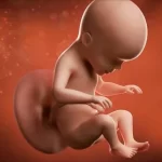 هفته بیست و ششم بارداری | وضعیت مادر، رشد جنین، تغذیه و علائم مهم