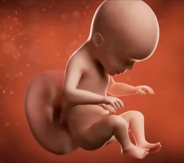 هفته بیست و ششم بارداری