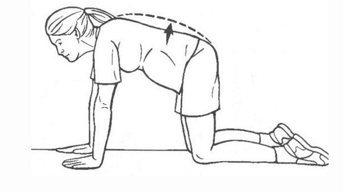 تمرين القطة والبقرة