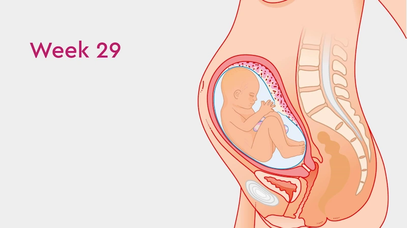 ⭐ Fetal Growth and Development at 29 Weeks