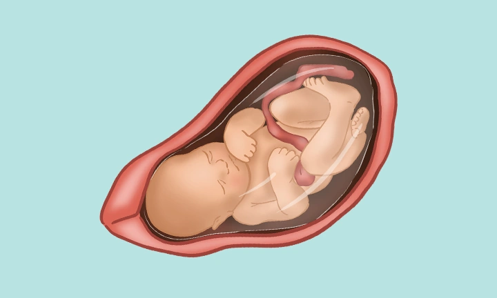 Fetal Development at Week 35 of Pregnancy
