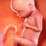 هفته ۲۹ بارداری؛ رشد جنین، علائم مادر و مراقبت‌ها