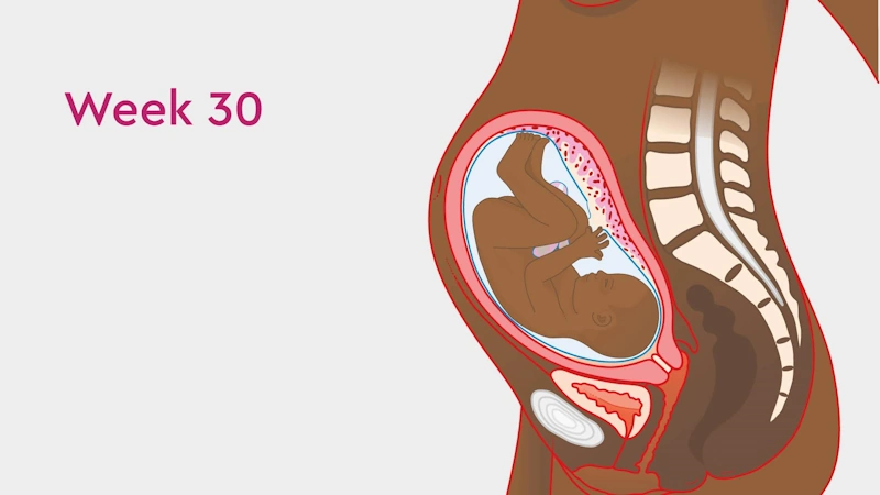 Fetal Development in Week 30 of Pregnancy