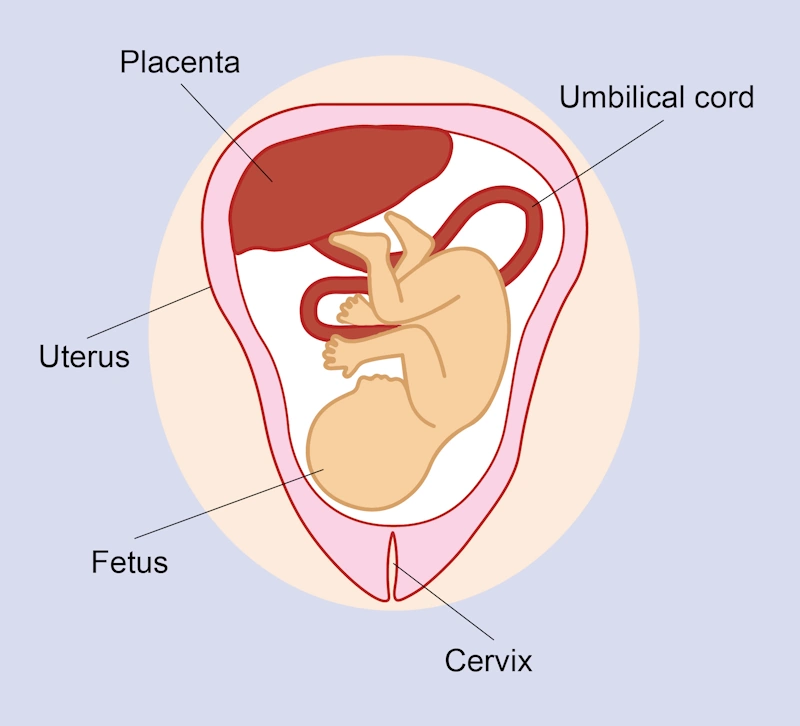 ✅ Мушкилот ва аломатҳои хатарнок дар ҳафтаи сию якум ҳомилагӣ