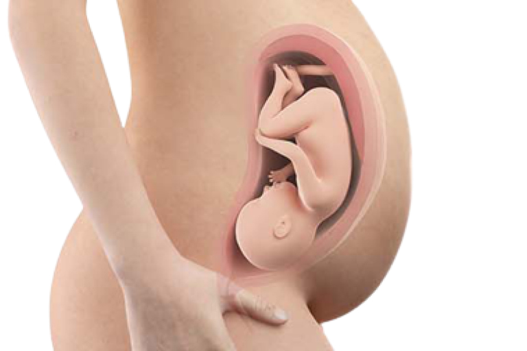 Ҳолати ҷанин дар ҳафтаи сию шашуми ҳомиладорӣ