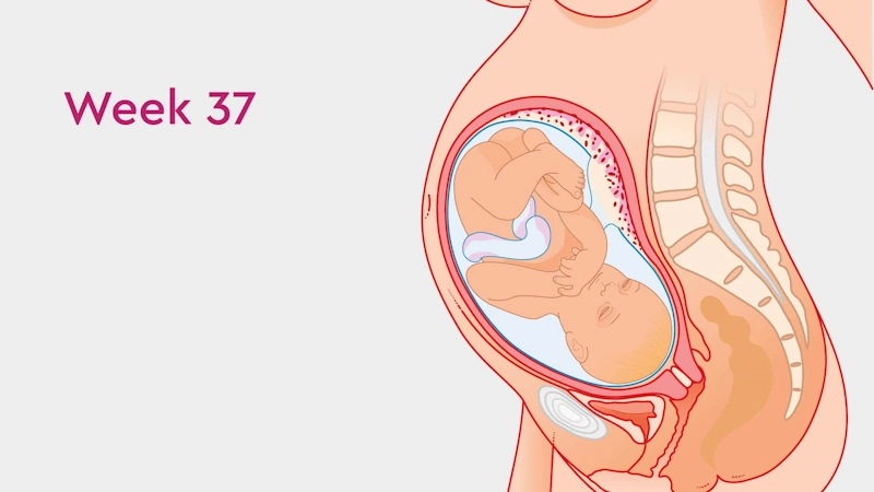 Maternal Body Changes at 37 Weeks of Pregnancy
