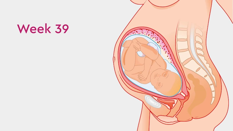 The Mother’s Body in Week Thirty-Nine of Pregnancy