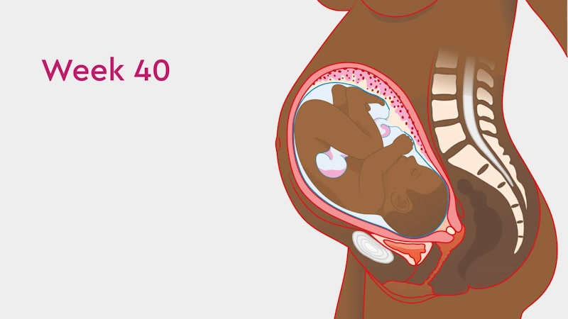 Your Body in the Fortieth Week of Pregnancy
