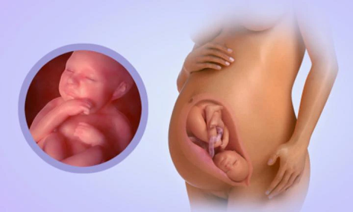 Fetal Development in Week Thirty-Nine of Pregnancy