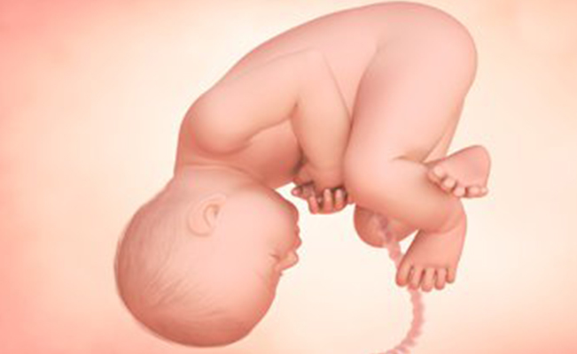 Fetal Development in Week 38 of Pregnancy