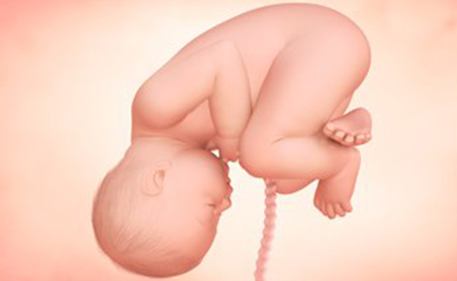 What Happens Inside the Fetus in the Fortieth Week of Pregnancy