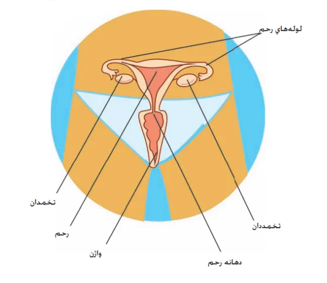 نشانه های اولین پریود