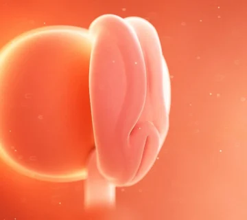 تصویر جنین در هفته چهارم بارداری