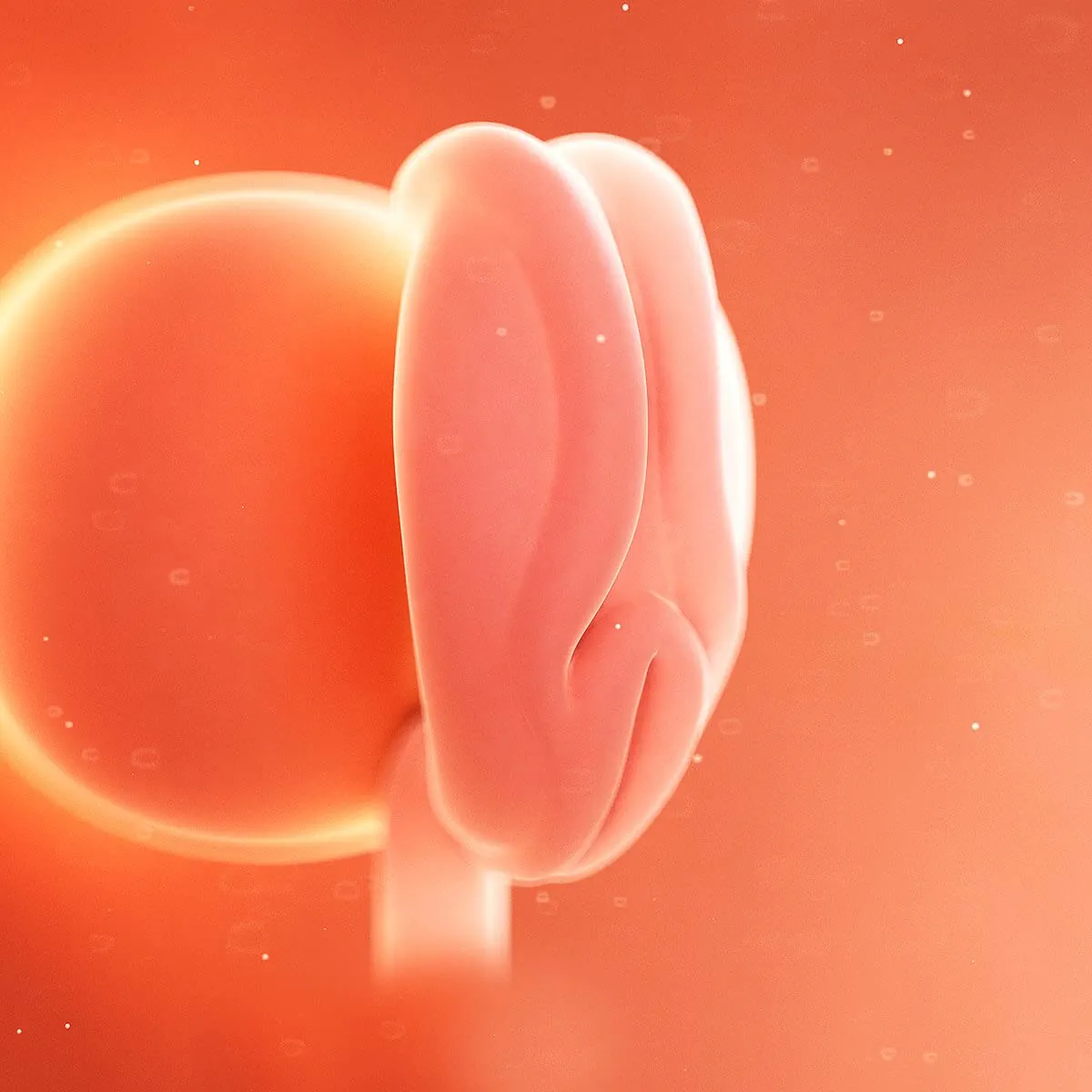 تصویر جنین در هفته چهارم بارداری